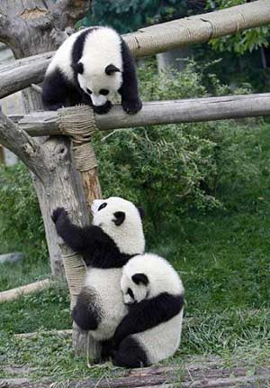 一只熊猫的“吹吹水”生活