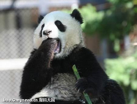 一只熊猫的“吹吹水”生活